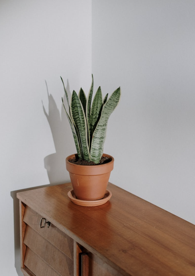 オシャレな観葉植物探しています！